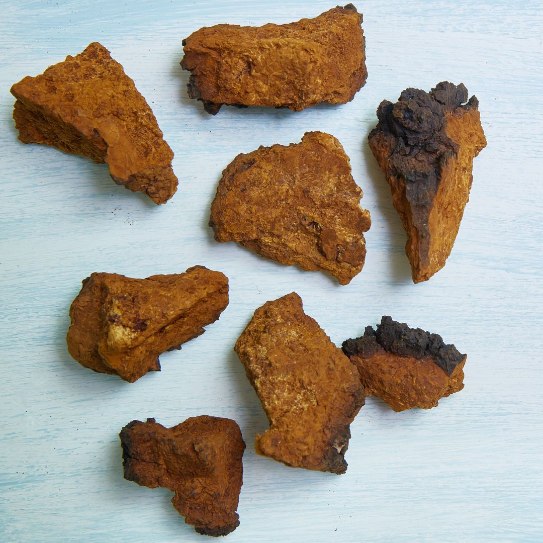 Chaga Pilz Flüssigextrakt